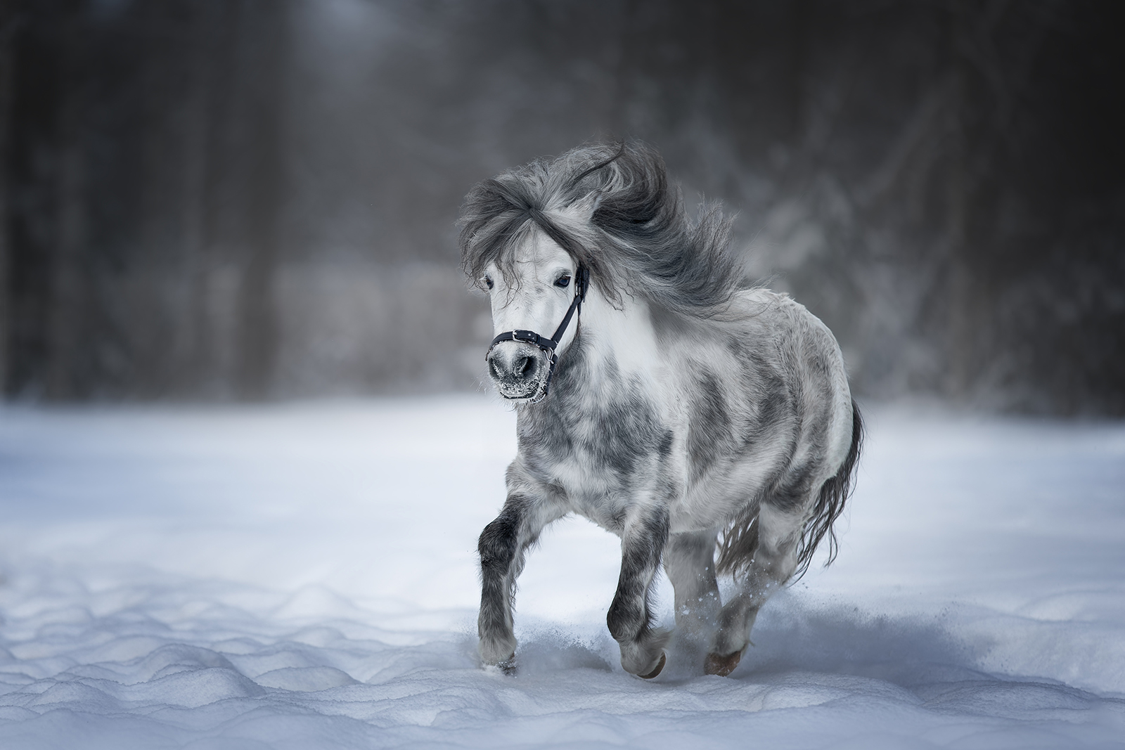 Зимняя Пеппи Пон