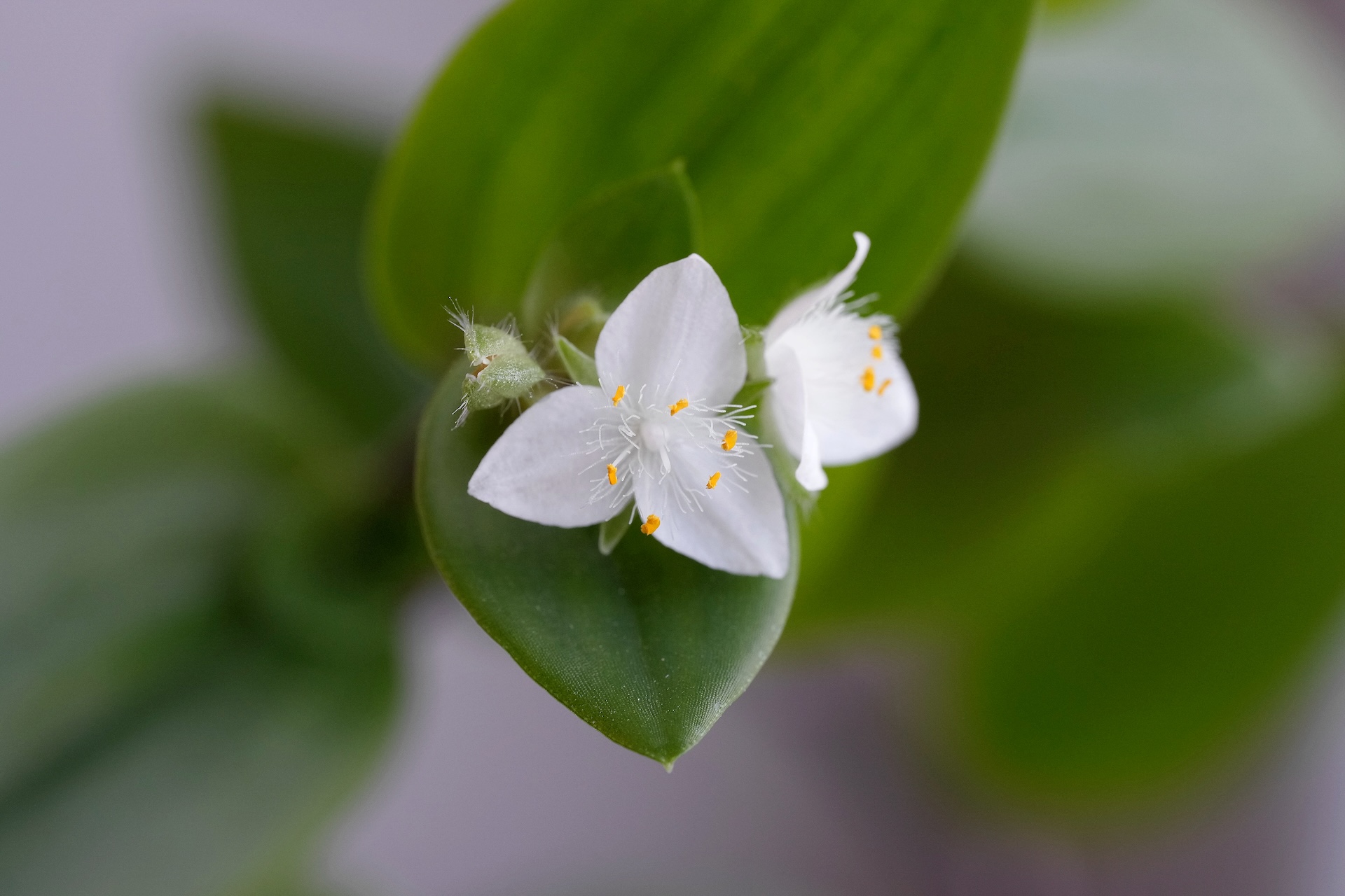 Цветочек макро