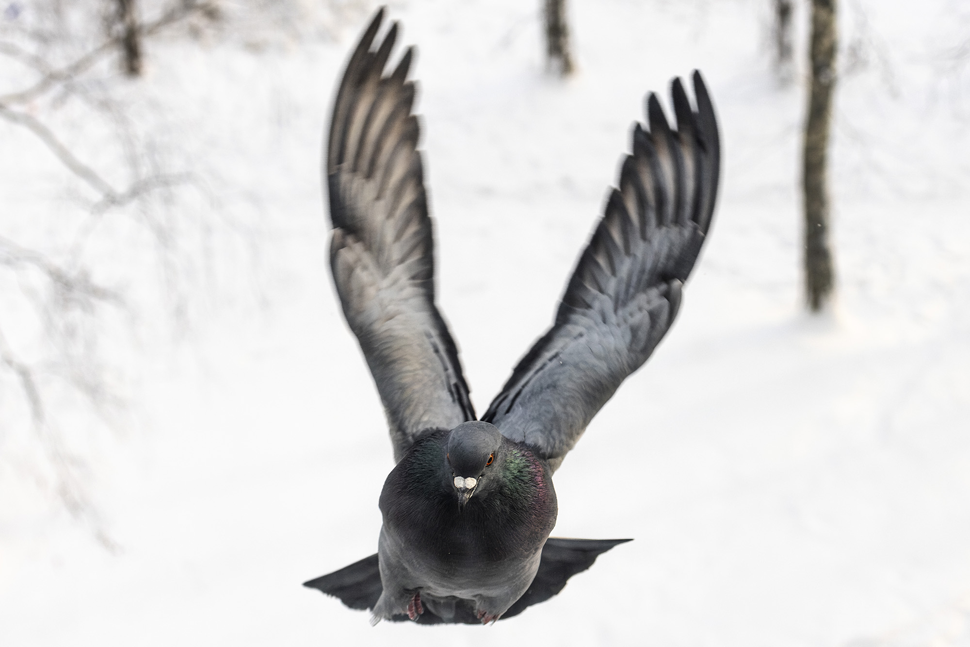 Летим за хлебом!