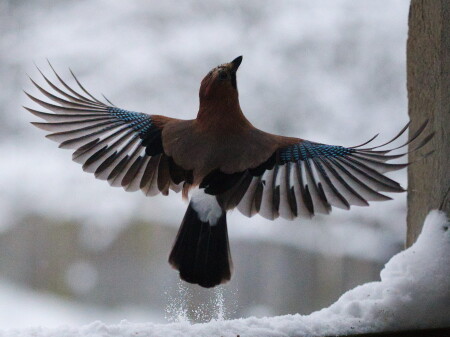 Вознесение