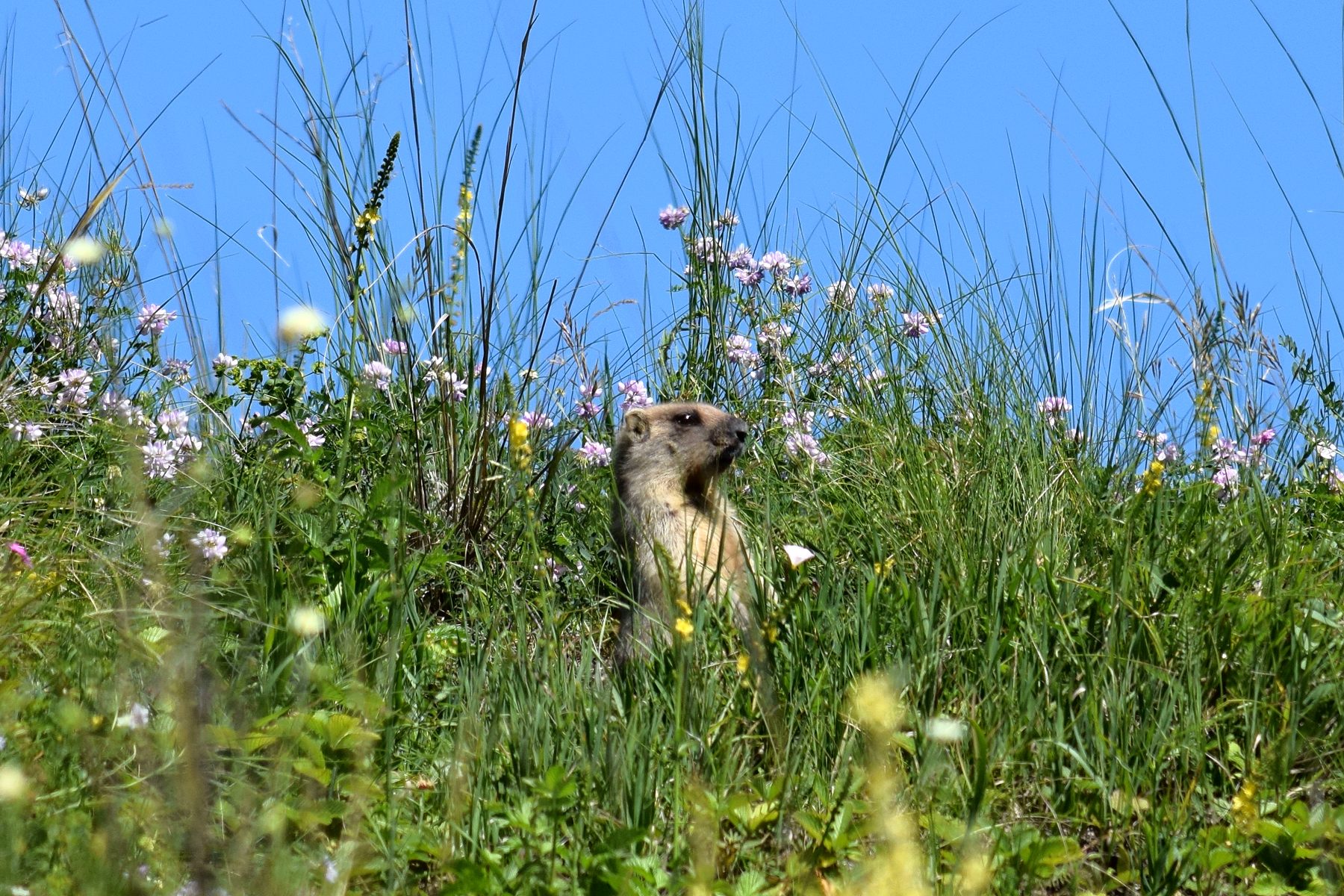 Сурок на цветущей поляне