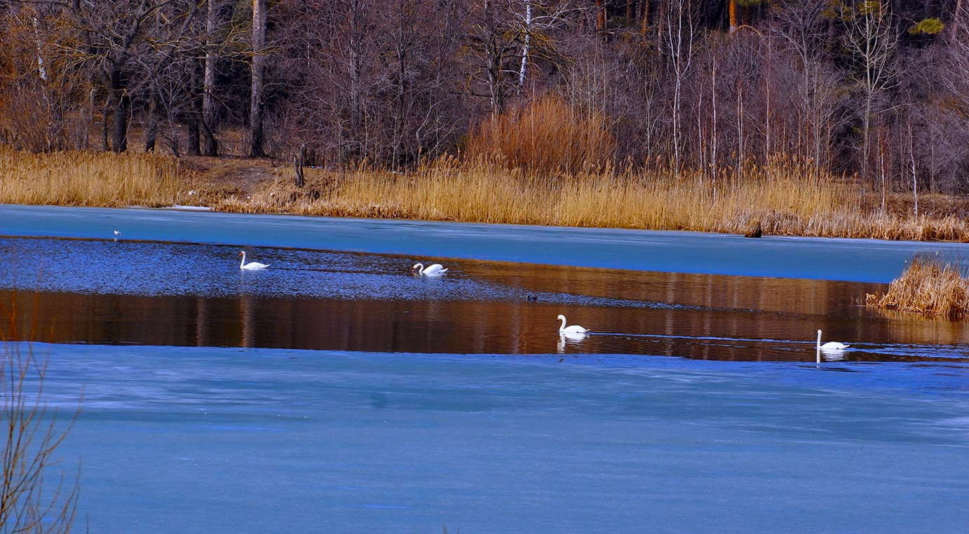 Лебединое озеро.