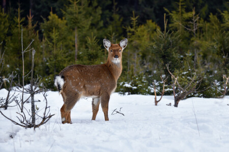 в зимнем лесу