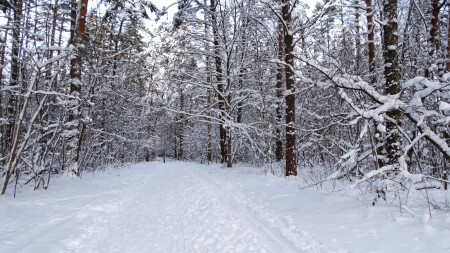 Природа Смоленщины 