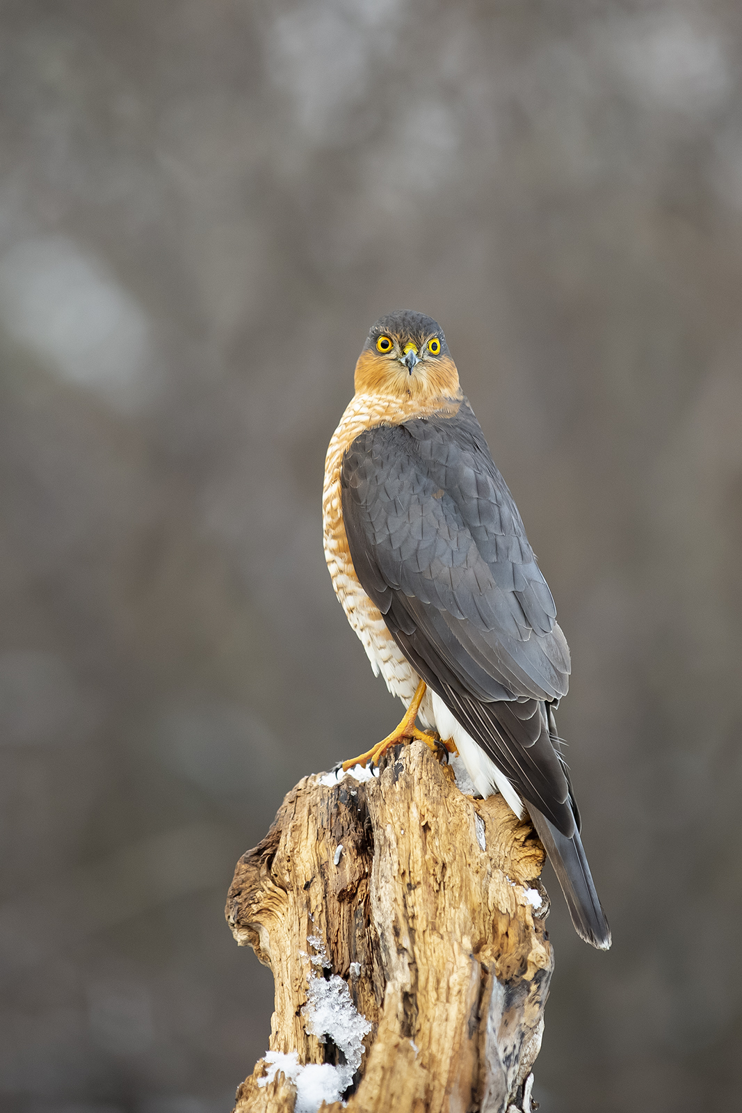 Ястреб перепелятник
