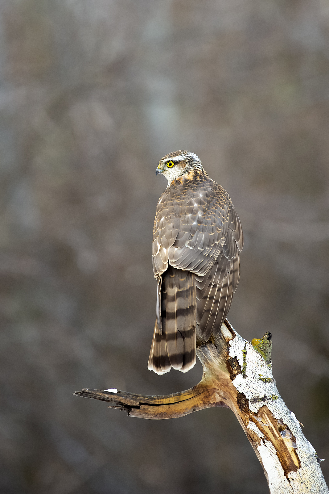 Ястреб перепелятник