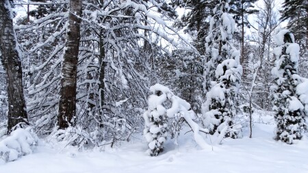 Природа Смоленщины 