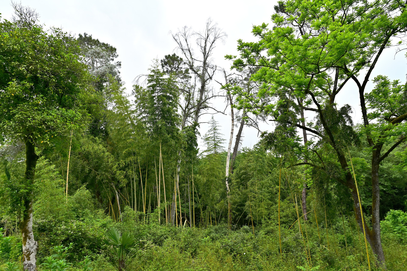 фабрики глюкозы