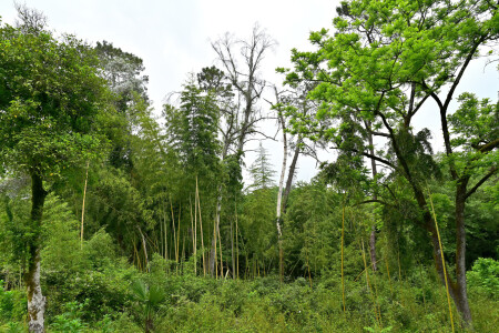 фабрики глюкозы