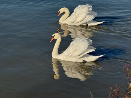 Дунайская хореография