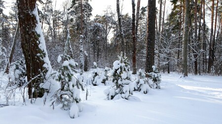 Природа Смоленщины 