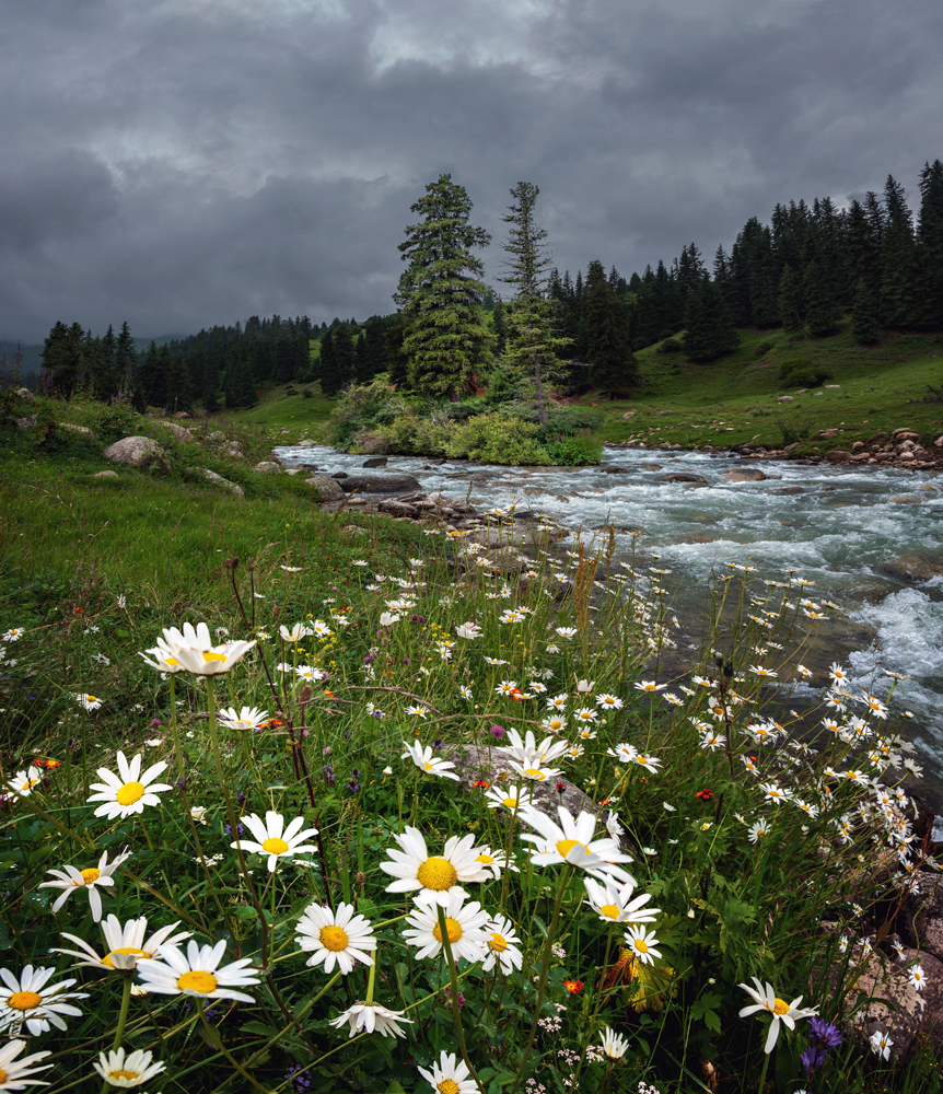 Тянь-Шань. Тайга