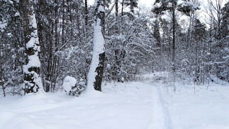 Природа Смоленщины 