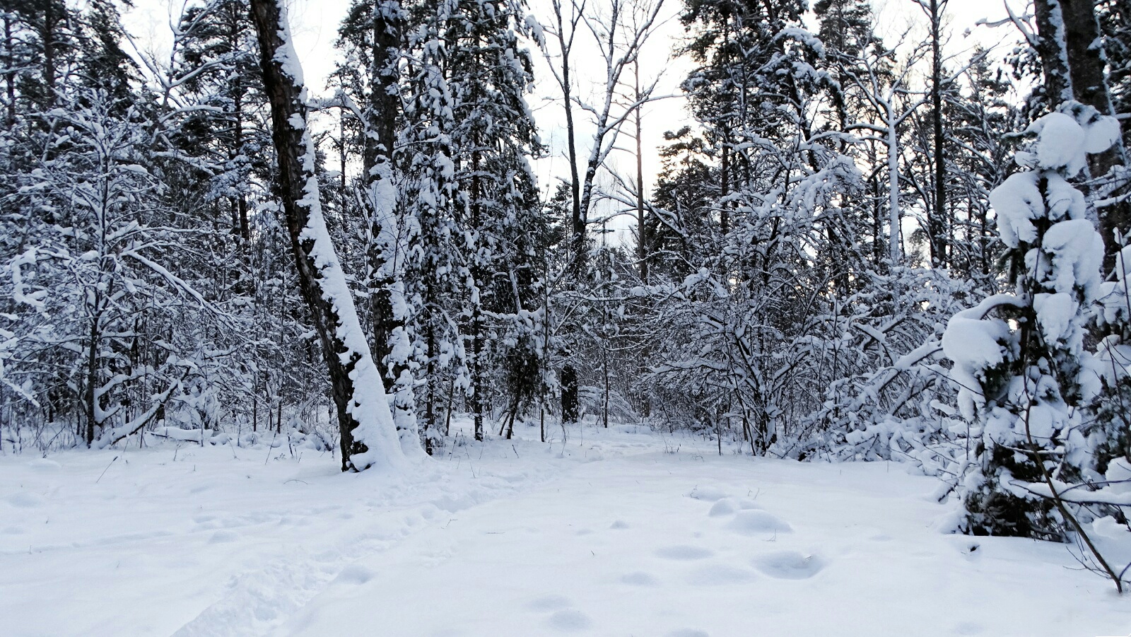 Природа Смоленщины 