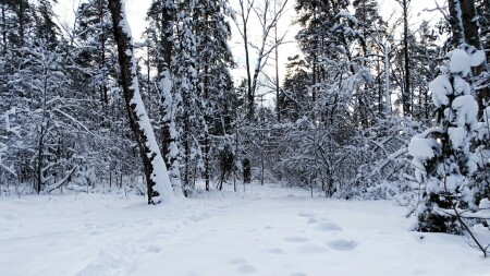 Природа Смоленщины 