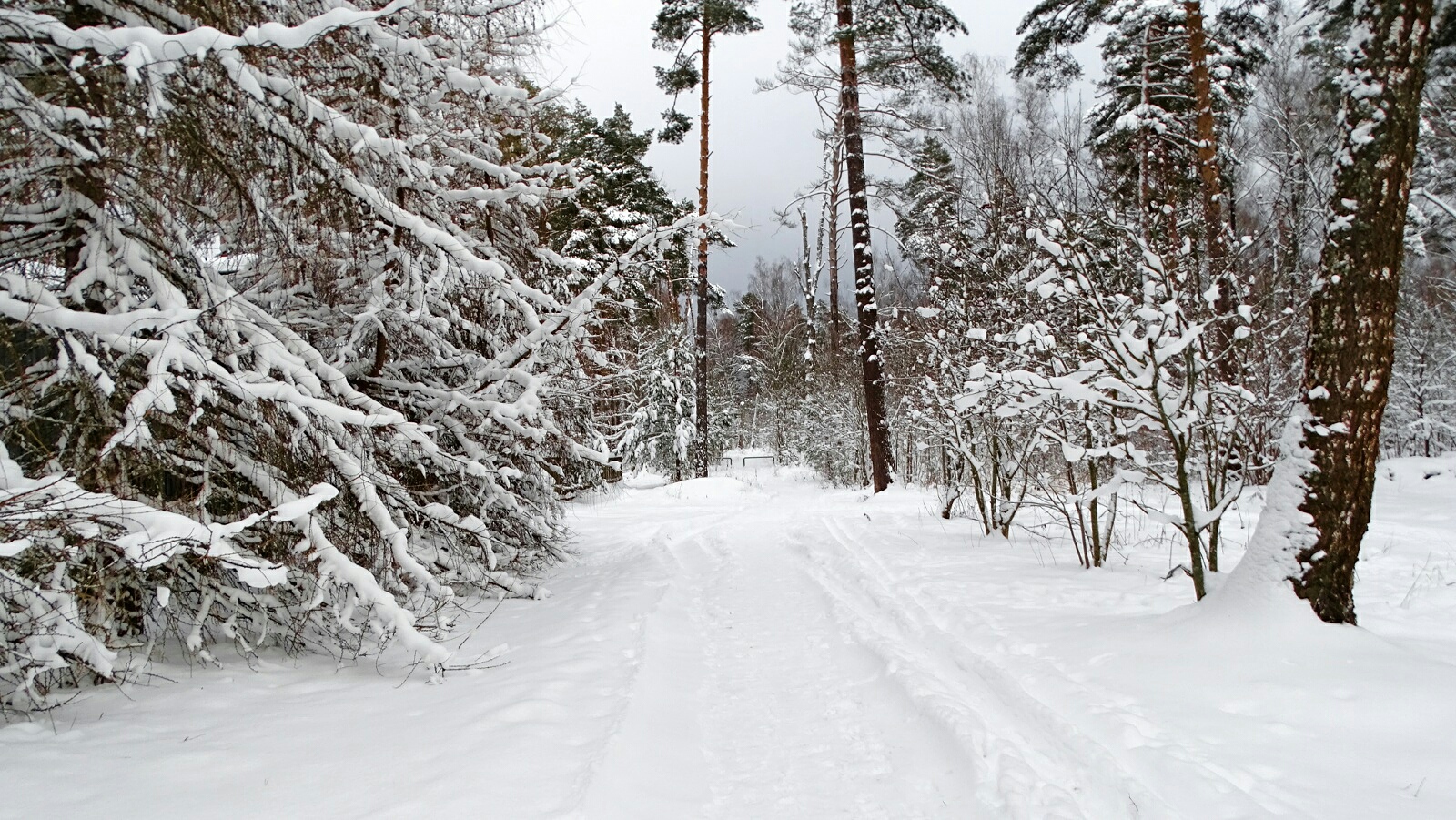 Природа Смоленщины 