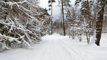 Природа Смоленщины 