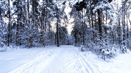 Природа Смоленщины 