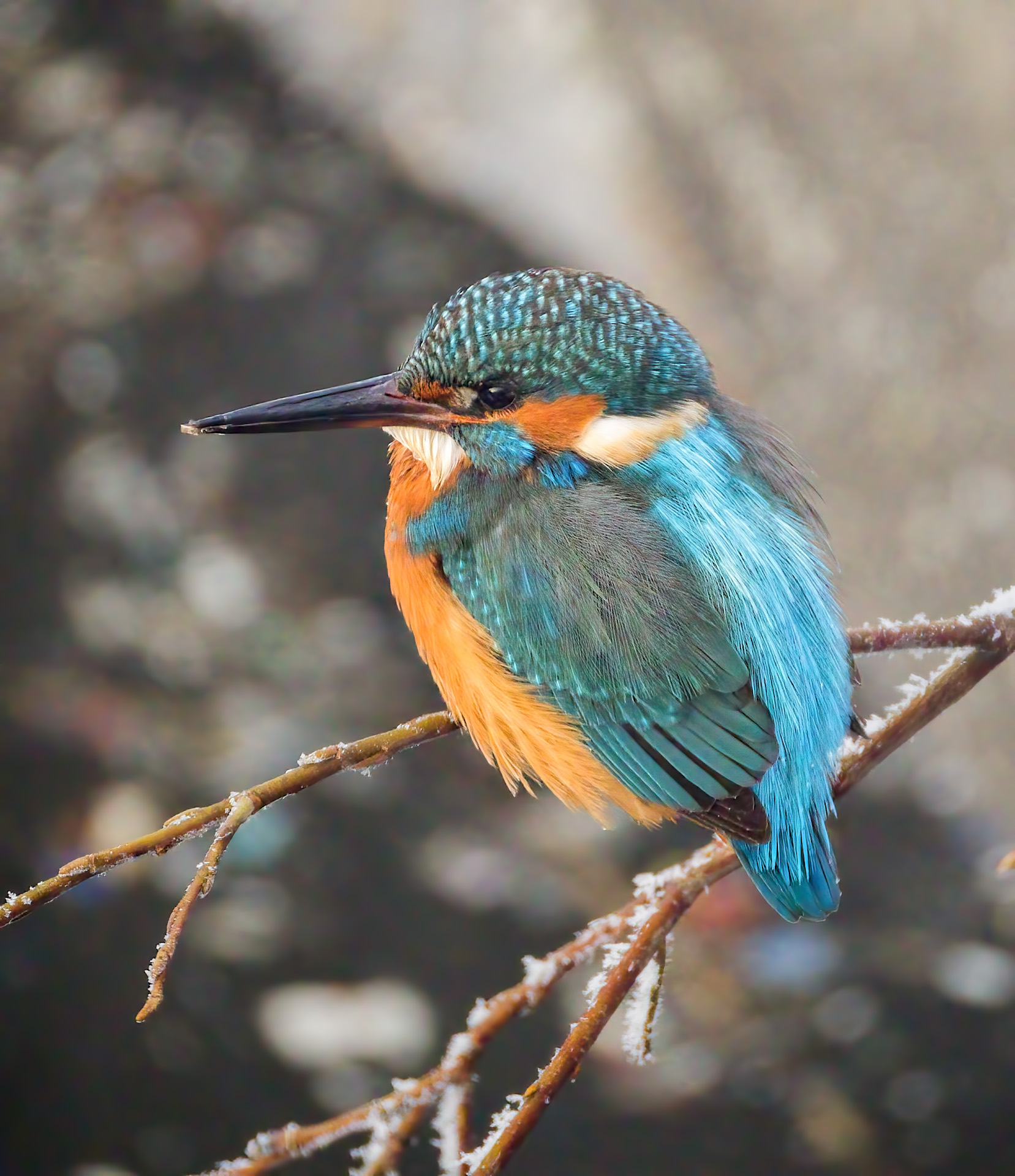 Обыкновенный зимородок