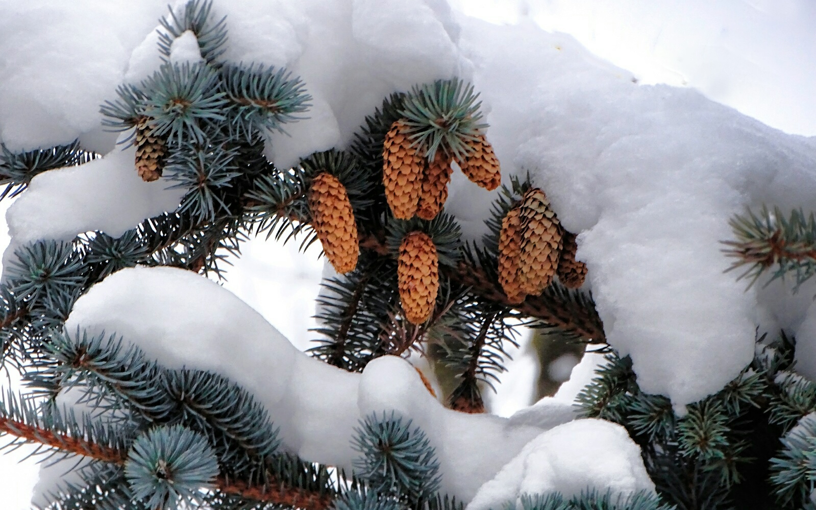 Природа Смоленщины 