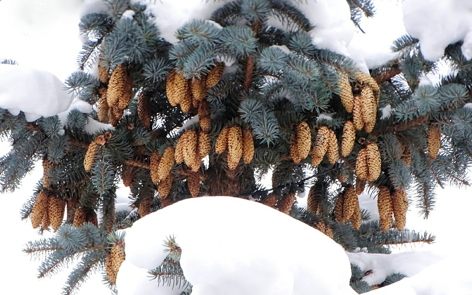 Природа Смоленщины 