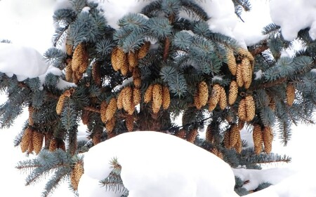 Природа Смоленщины 