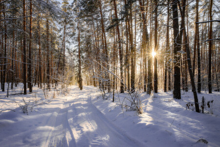 Дорога в сказку