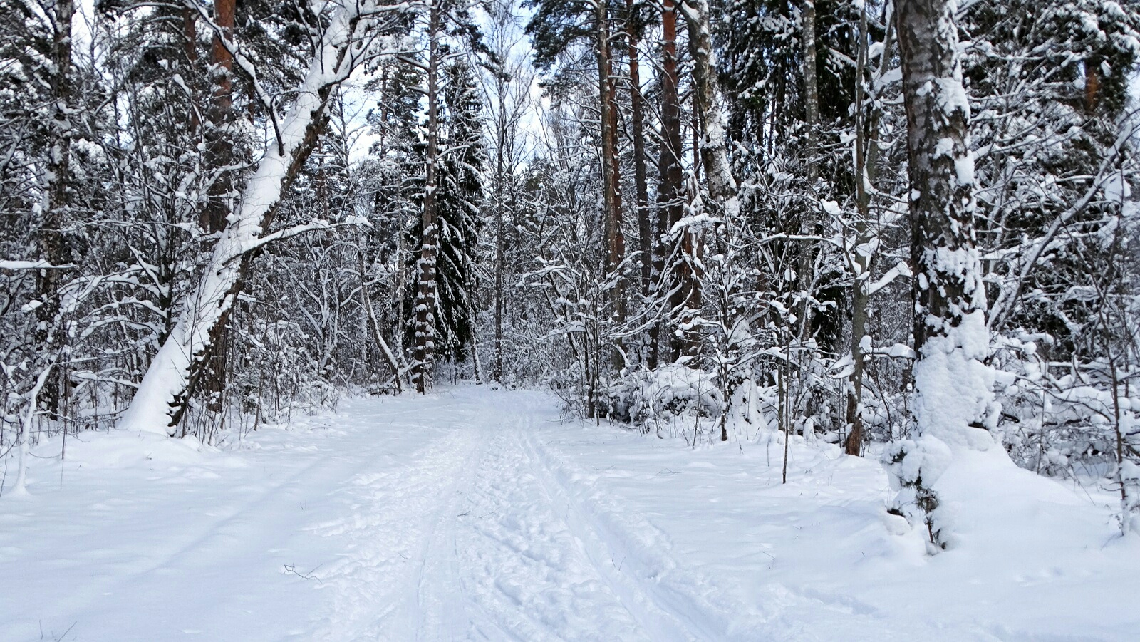 Природа Смоленщины 