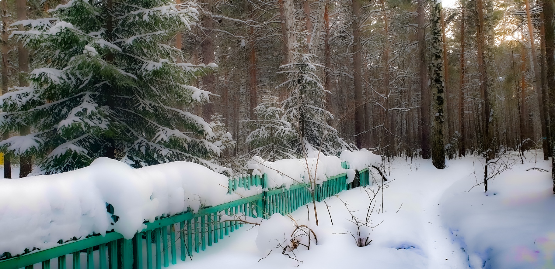 Рождественский лес. Новосибирск