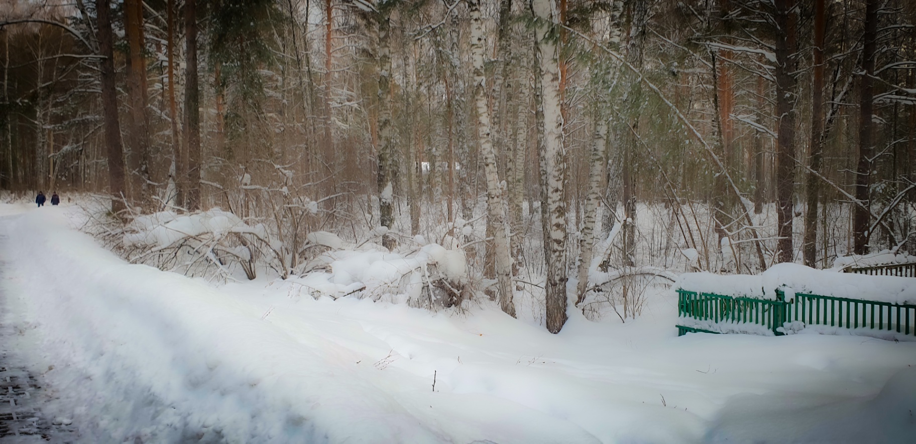 Рождественский лес. Новосибирск