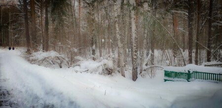 Рождественский лес. Новосибирск