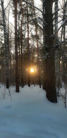 Рождественский лес. Новосибирск