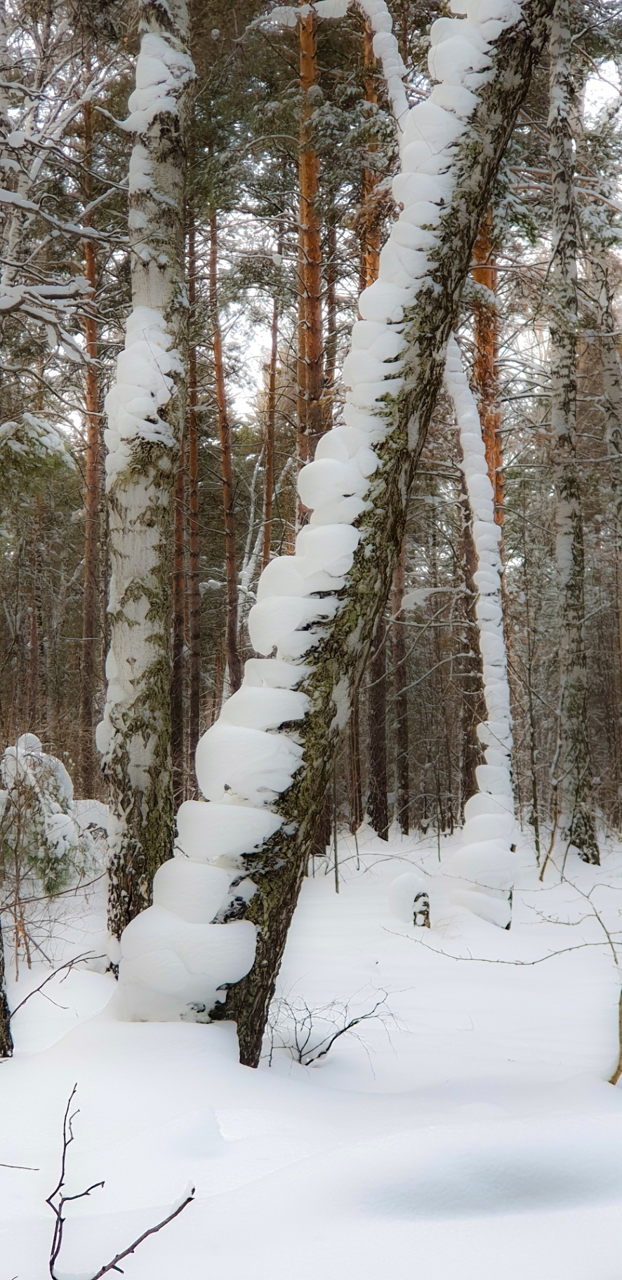 Рождественский лес. Новосибирск