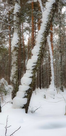 Рождественский лес. Новосибирск