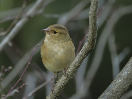 Самка зяблика