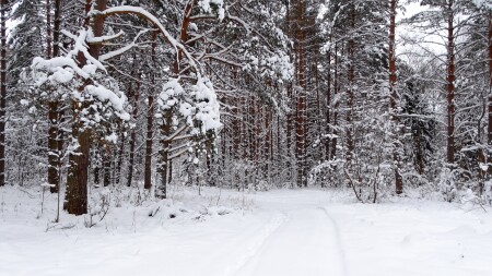 Природа Смоленщины 