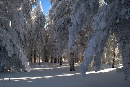 В тайге зима..