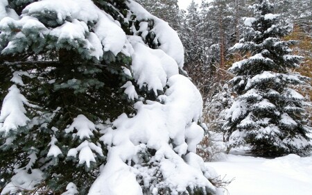 Природа Смоленщины 