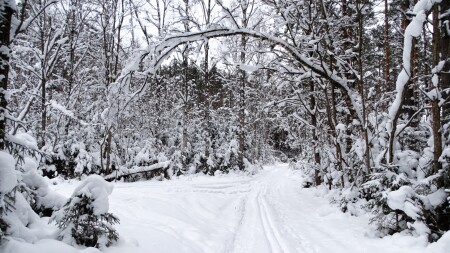 Природа Смоленщины 