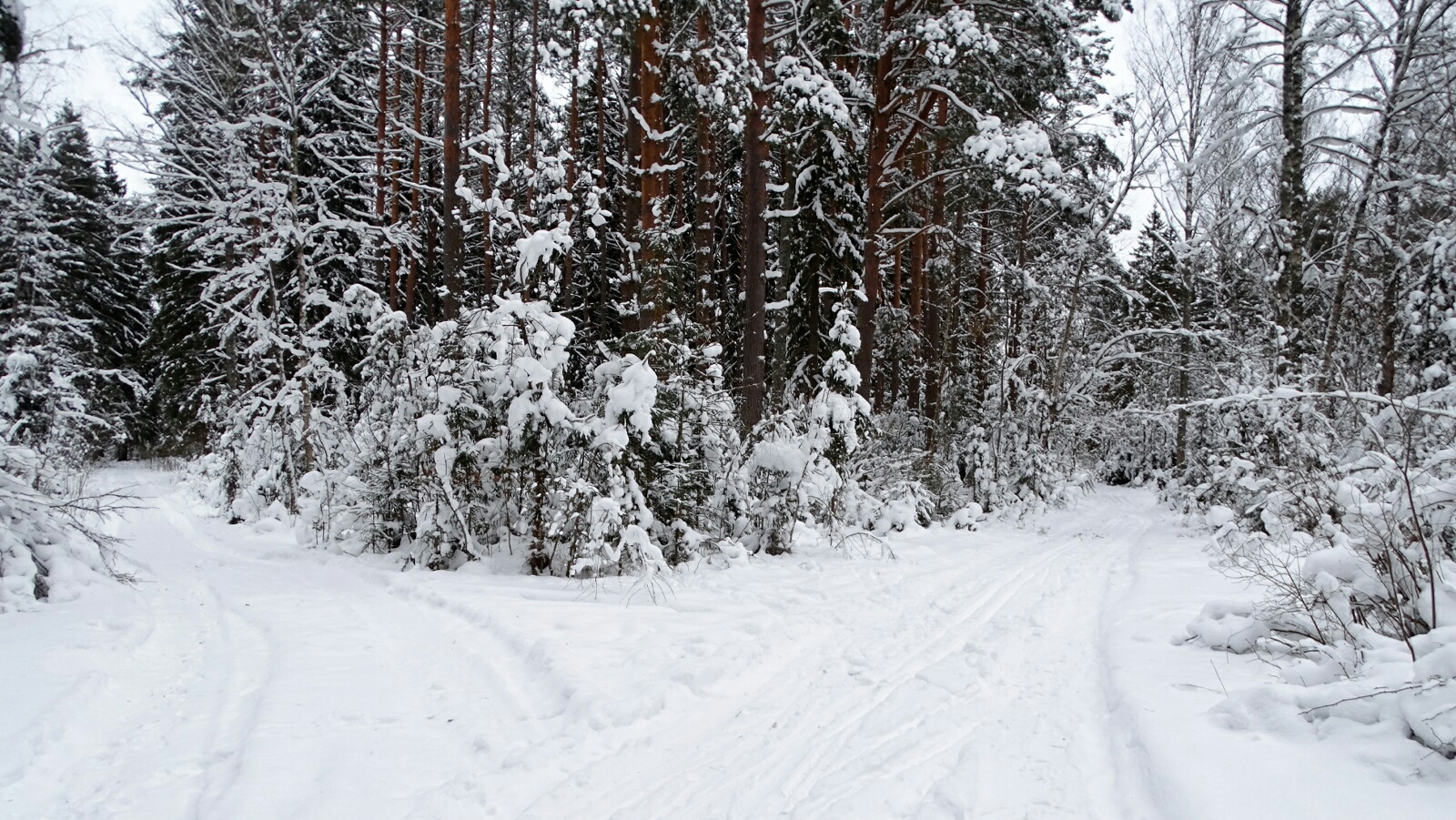 Природа Смоленщины 