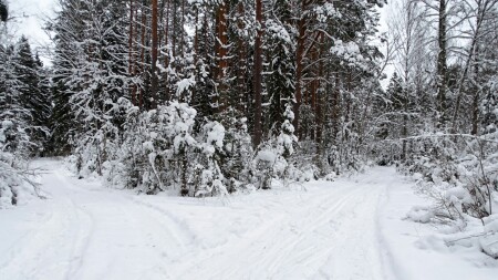 Природа Смоленщины 