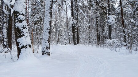 Природа Смоленщины 