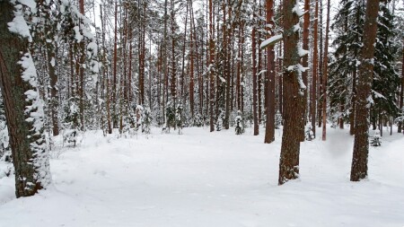 Природа Смоленщины 