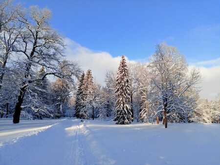 Зимняя зарисовка
