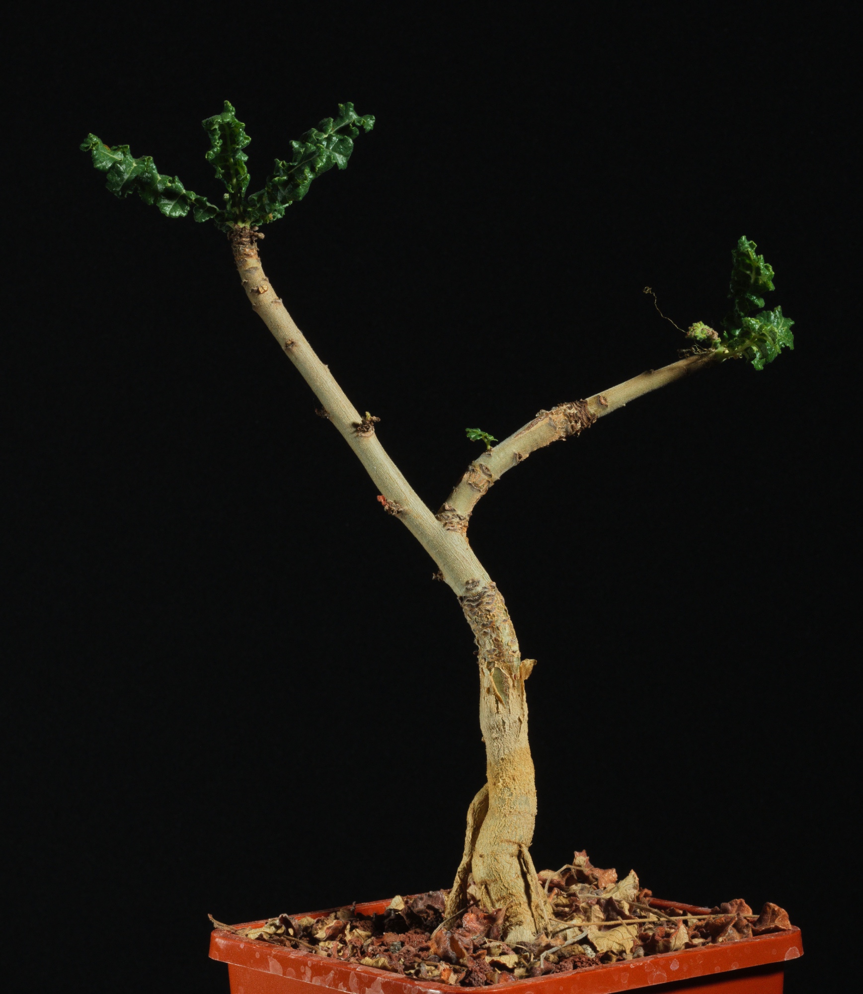 Boswellia sacra