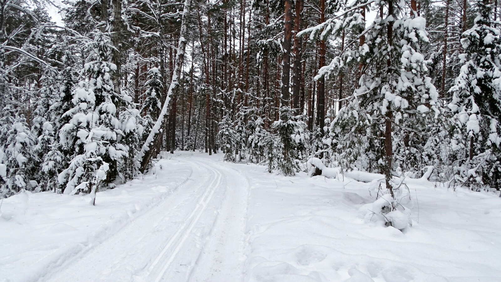 Зимний лес.