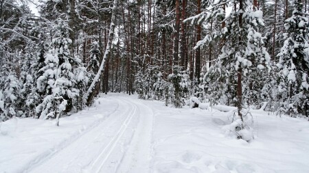 Зимний лес.