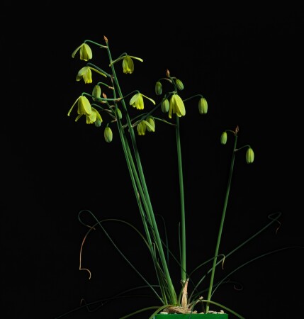 Albuca namaquensis 'Backer'