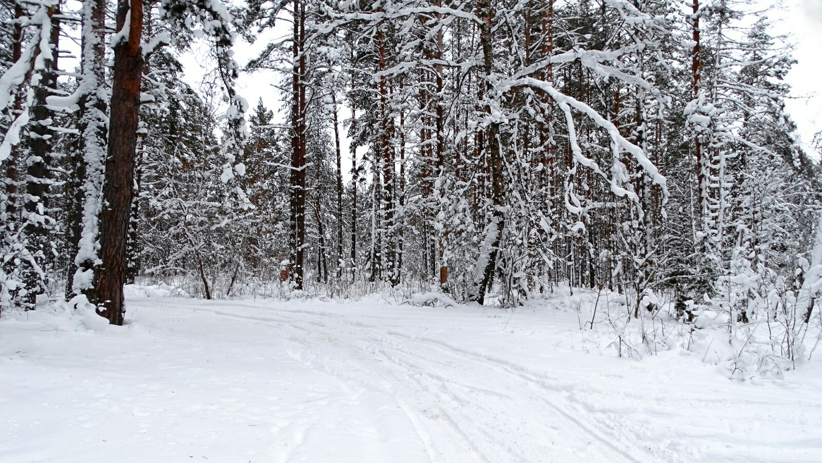 Природа Смоленщины 