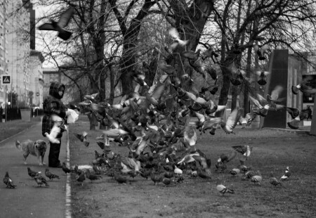 голуби